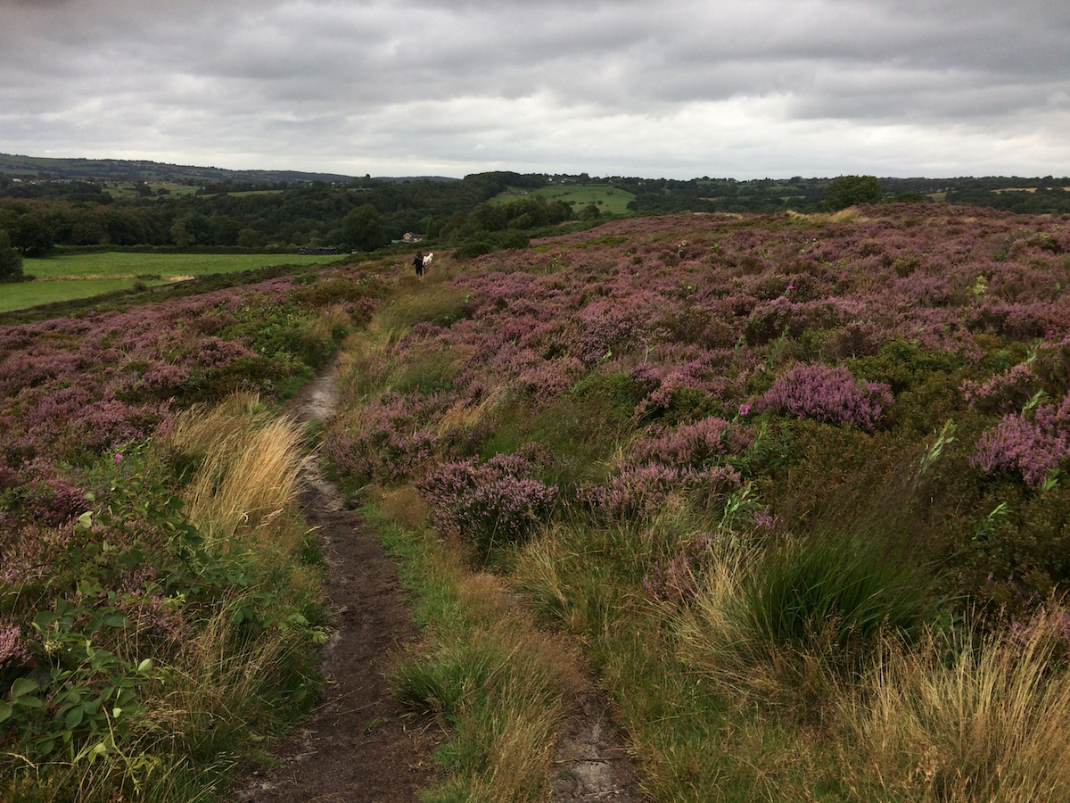 Heather on Marshes Hill