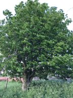 Tree-01-May2021