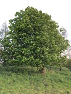 Tree-04-May2021